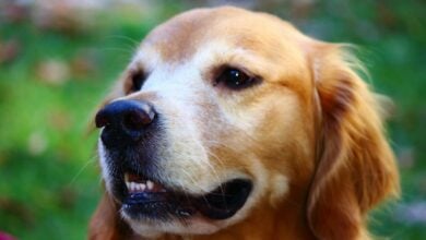 A close up of a dog on a leash
