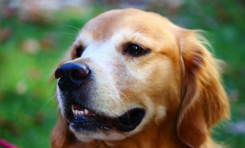 A close up of a dog on a leash